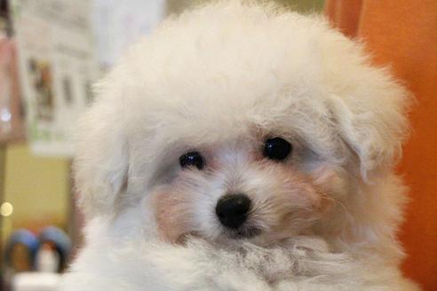 成約済の愛知県のトイプードル-55451の30枚目