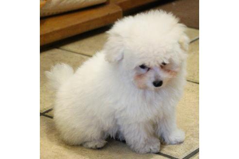 成約済の愛知県のトイプードル-55451の29枚目