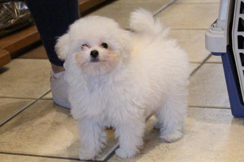 成約済の愛知県のトイプードル-55451の28枚目