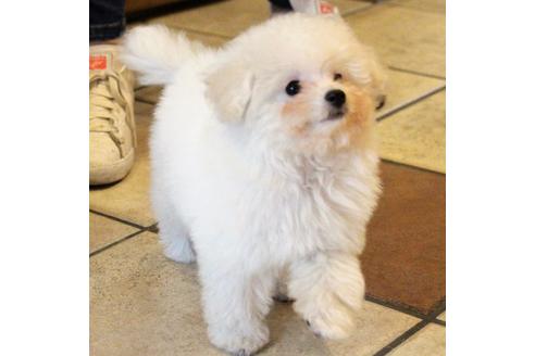 成約済の愛知県のトイプードル-55451の27枚目