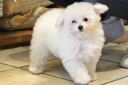 成約済の愛知県のトイプードル-55451の26枚目