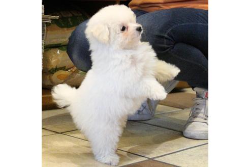 成約済の愛知県のトイプードル-55451の25枚目