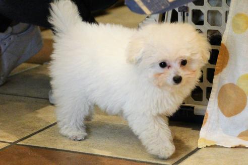 成約済の愛知県のトイプードル-55451の24枚目