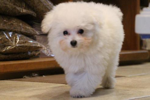 成約済の愛知県のトイプードル-55451の23枚目