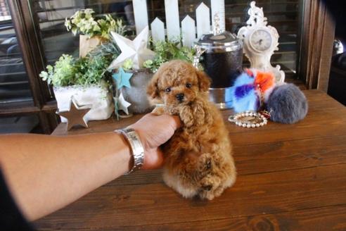 成約済の埼玉県のティーカッププードル-59030の4枚目