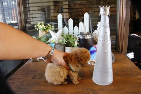 成約済の埼玉県のティーカッププードル-59030の3枚目