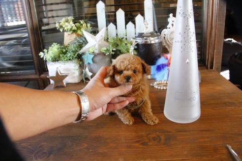 成約済の埼玉県のティーカッププードル-59030の2枚目