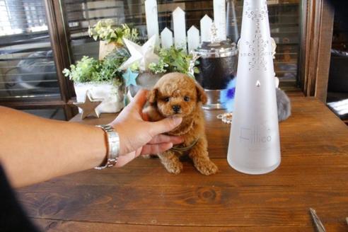 成約済の埼玉県のティーカッププードル-59030の1枚目