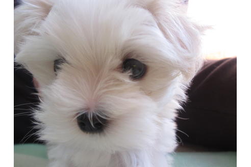 子犬