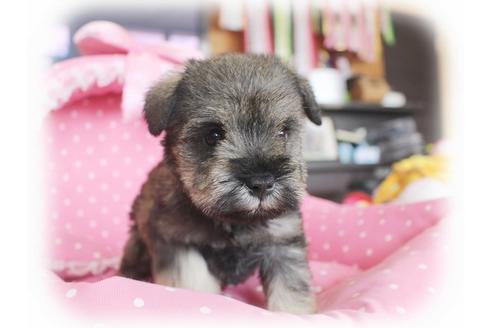 成約済の大阪府のミニチュアシュナウザー-59042の5枚目