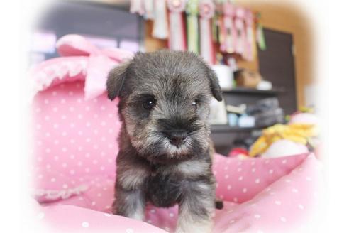 成約済の大阪府のミニチュアシュナウザー-59042の4枚目