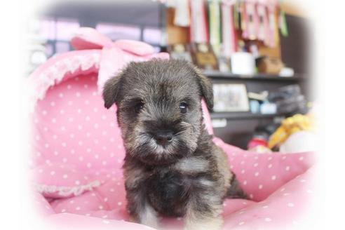 成約済の大阪府のミニチュアシュナウザー-59042の2枚目