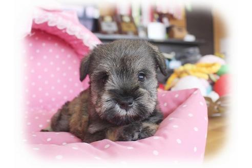 成約済の大阪府のミニチュアシュナウザー-59042の1枚目