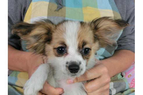 成約済の千葉県のパピヨン-54863の9枚目