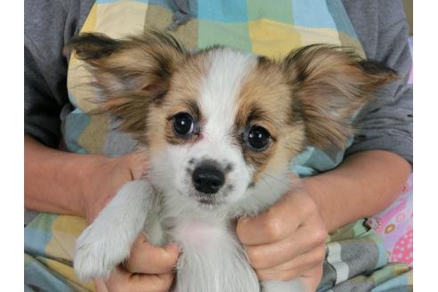 成約済の千葉県のパピヨン-54863の8枚目