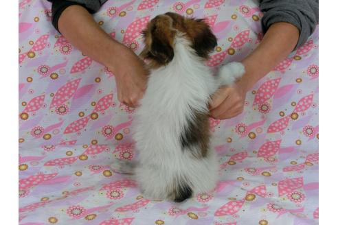 成約済の千葉県のパピヨン-54863の6枚目