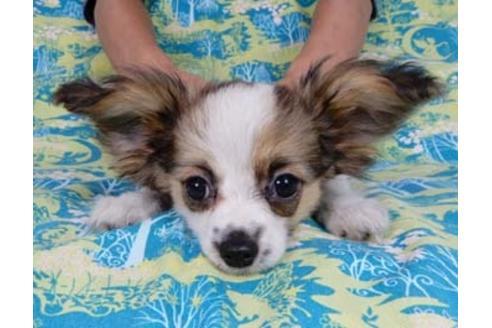 成約済の千葉県のパピヨン-54863の4枚目