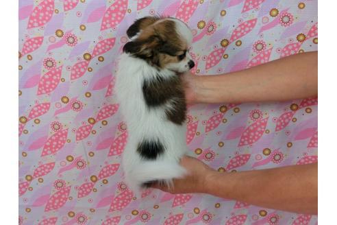 成約済の千葉県のパピヨン-54863の3枚目