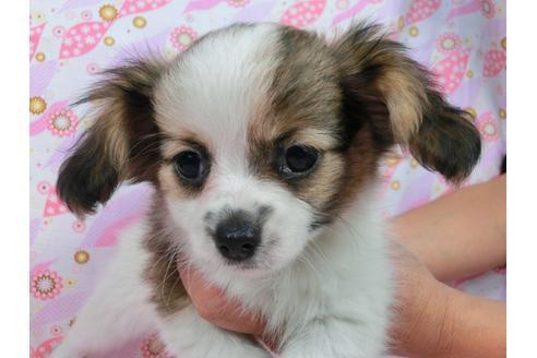 成約済の千葉県のパピヨン-54863の2枚目