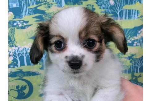 成約済の千葉県のパピヨン-54863の1枚目