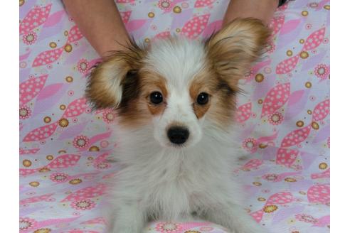 成約済の千葉県のパピヨン-55666の8枚目