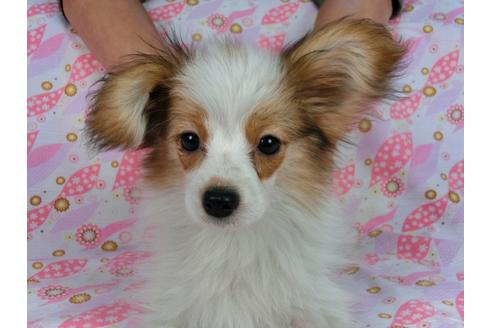 成約済の千葉県のパピヨン-55666の7枚目