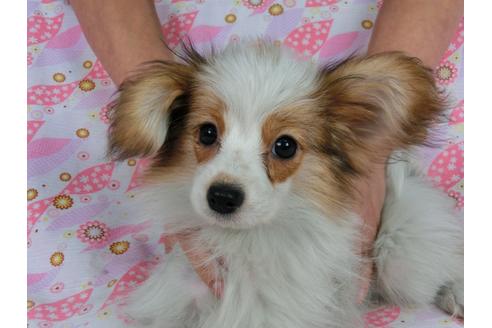 成約済の千葉県のパピヨン-55666の6枚目