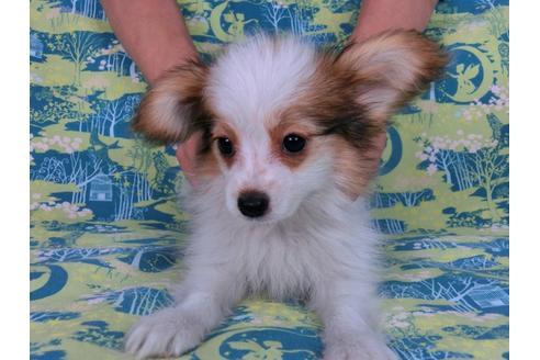 成約済の千葉県のパピヨン-55666の5枚目