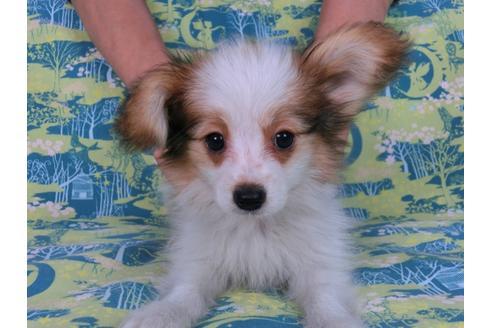 成約済の千葉県のパピヨン-55666の4枚目