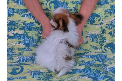 成約済の千葉県のパピヨン-55666の3枚目