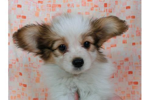 成約済の千葉県のパピヨン-55666の2枚目