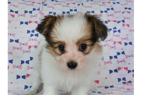 成約済の千葉県のパピヨン-55666の1枚目