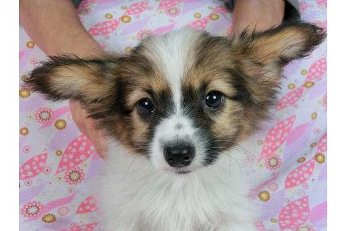 成約済の千葉県のパピヨン-56769の7枚目