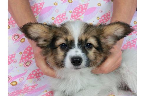 成約済の千葉県のパピヨン-56769の6枚目