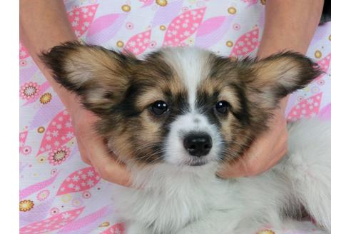 成約済の千葉県のパピヨン-56769の5枚目