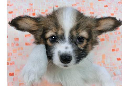 成約済の千葉県のパピヨン-56769の4枚目