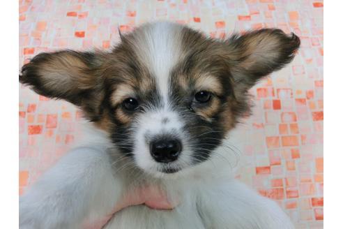 成約済の千葉県のパピヨン-56769の3枚目