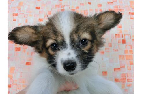 成約済の千葉県のパピヨン-56769の2枚目