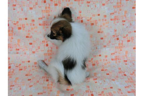 成約済の千葉県のパピヨン-56769の1枚目