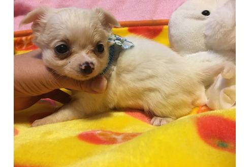 子犬