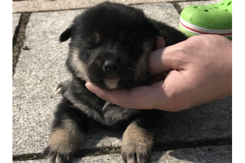 成約済の長崎県の柴犬-59099の4枚目