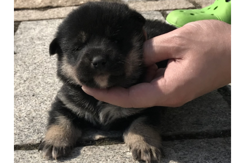 成約済の長崎県の柴犬-59099の2枚目