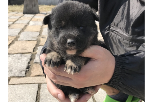 成約済の長崎県の柴犬-59103の10枚目