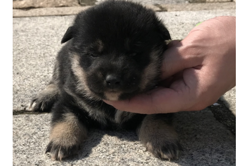 成約済の長崎県の柴犬-59105の4枚目