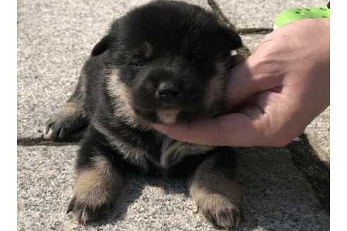 成約済の長崎県の柴犬-59105の3枚目
