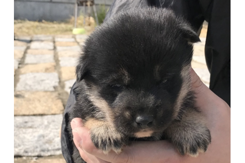 成約済の長崎県の柴犬-59105の2枚目