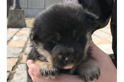成約済の長崎県の柴犬-59105の1枚目