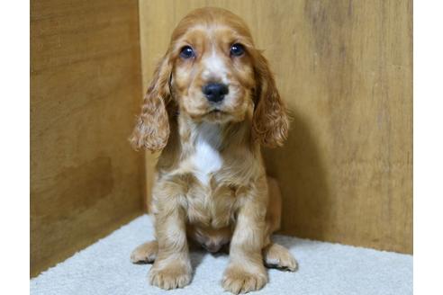 成約済の栃木県のイングリッシュコッカースパニエル-58552の1枚目