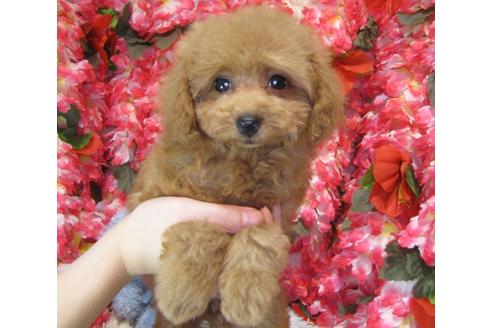 成約済の茨城県のトイプードル-59145の2枚目