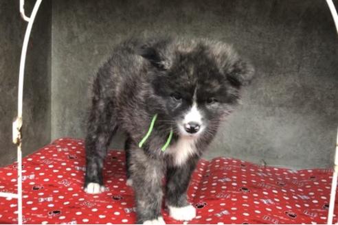 山梨県の秋田犬 男の子 18 09 13生まれ 虎 子犬id ブリーダーナビ 山梨県の秋田犬 男の子 18 09 13生まれ 虎 子犬id ブリーダーナビ